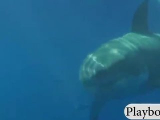 性感 極好 辣妹 泳 同 該 shark 和 喜歡 snowboarding