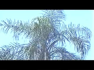 브라질의 큰 전리품 dandara 90s