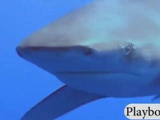 Примамлив hotties swam с shark в на клетка и карам сноуборд